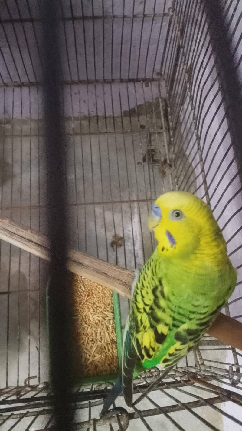 parrot 1
