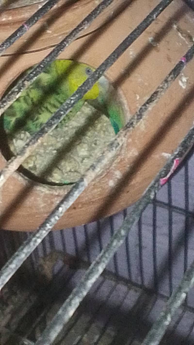 parrot 2