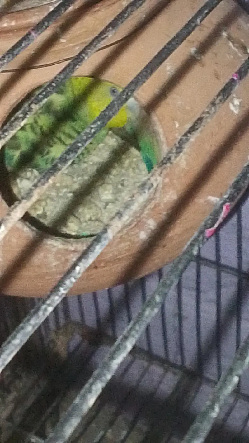 parrot — photo 3