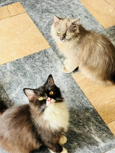 Pair of beautiful cats