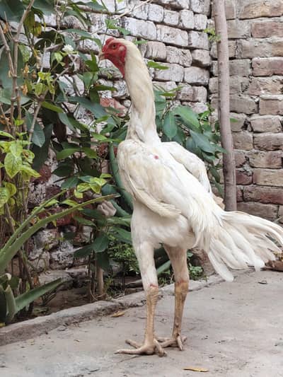 shamo male for sale