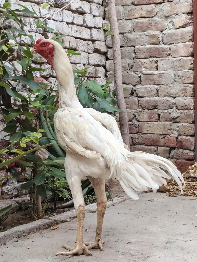 shamo male for sale — photo 2