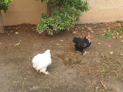 Pair of Bantam hens for sale
