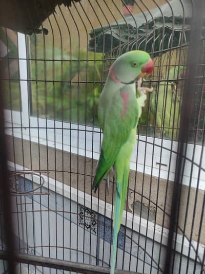 Raw Ringneck Parrot – Looking for a Caring Home
