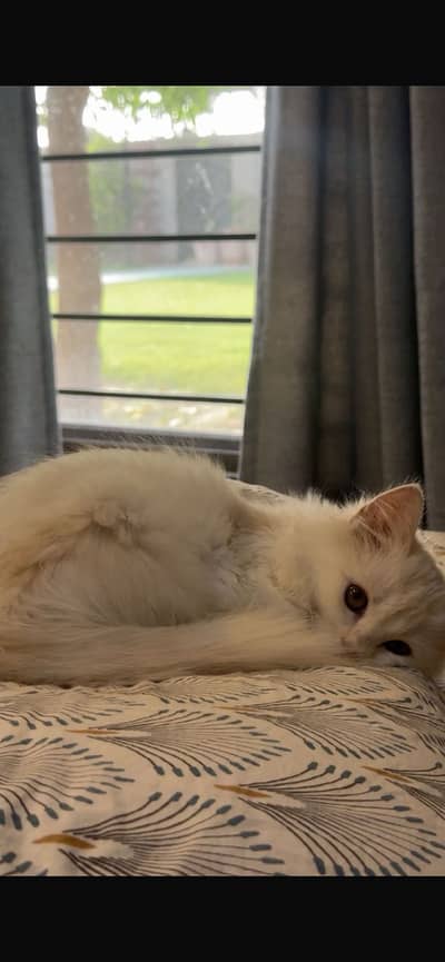 Persian kitten