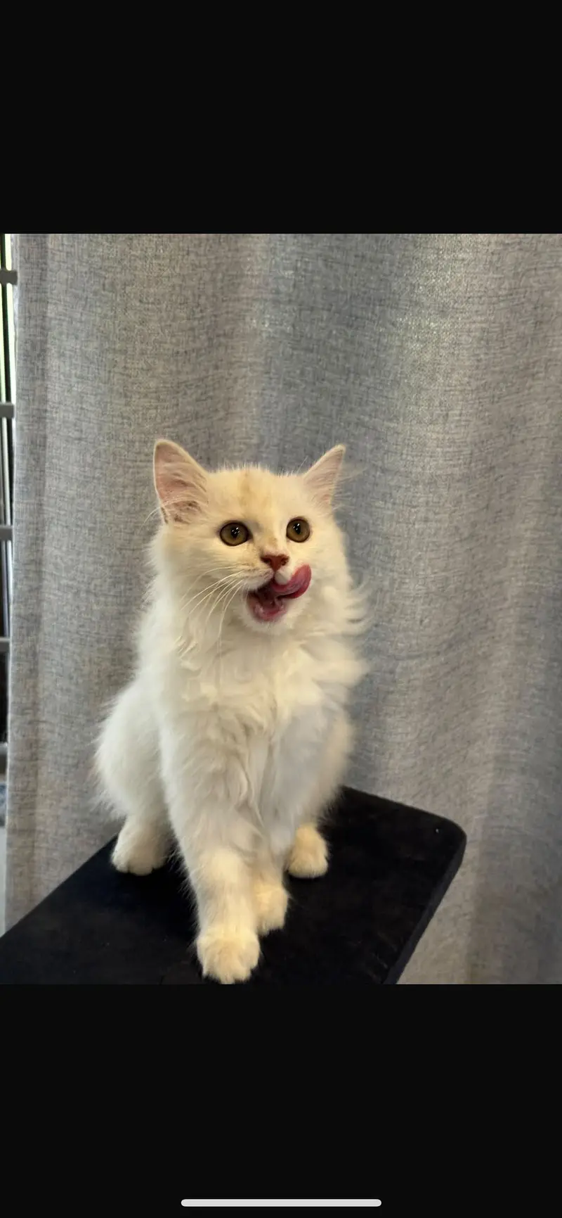 Persian kitten — photo 2