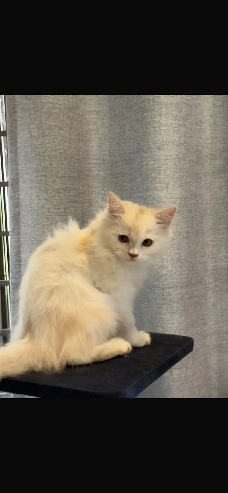 Persian kitten — photo 3
