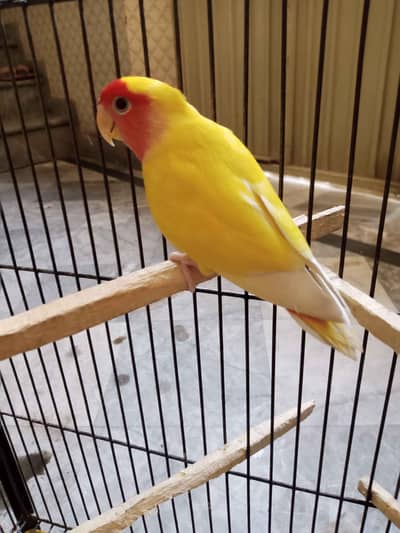 Love bird lotino