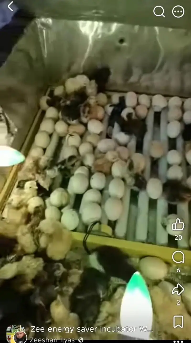 Energy saver incubator 10 watt | Egg hatching| egg machine| incubator — photo 7