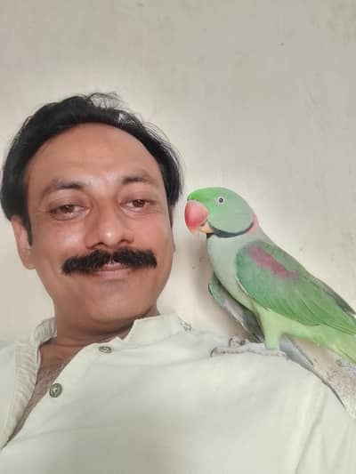 kashmiri raw parrot 