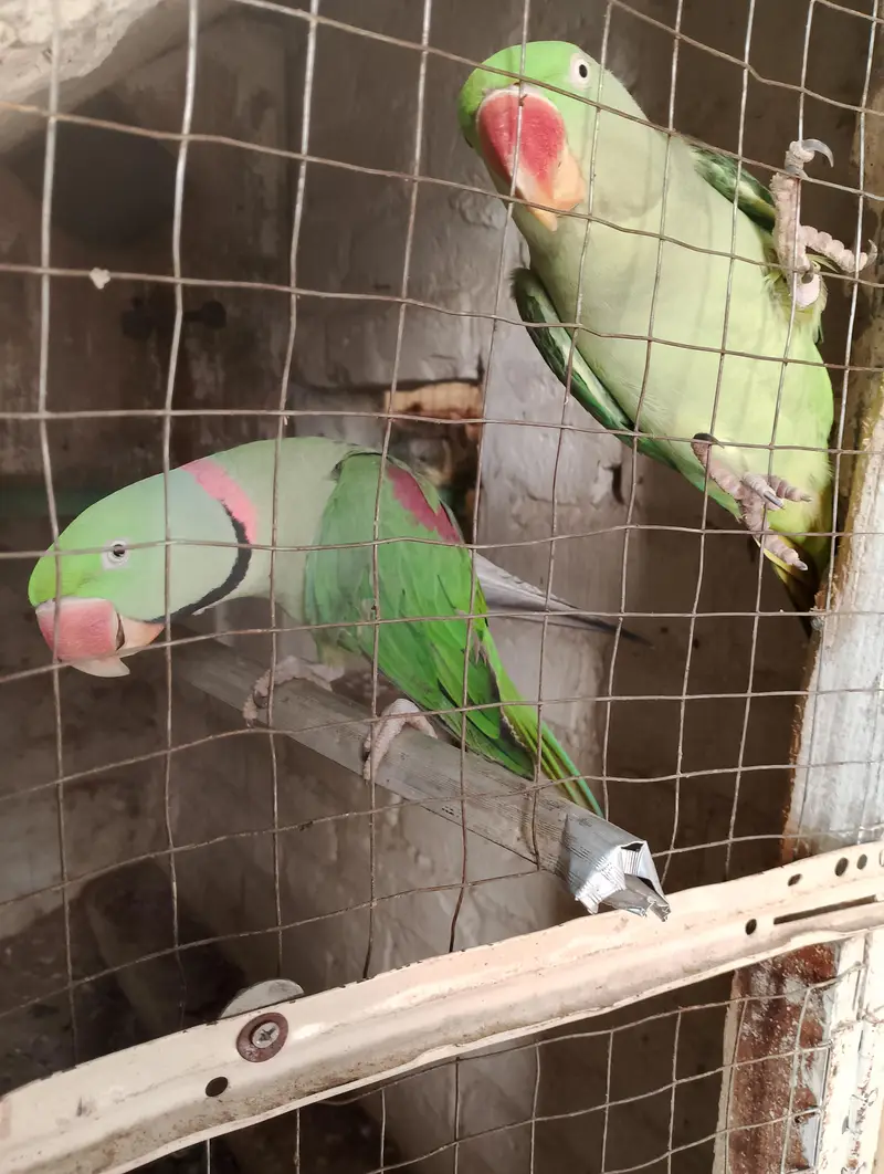 kashmiri raw parrot  Pair for sale — photo 2