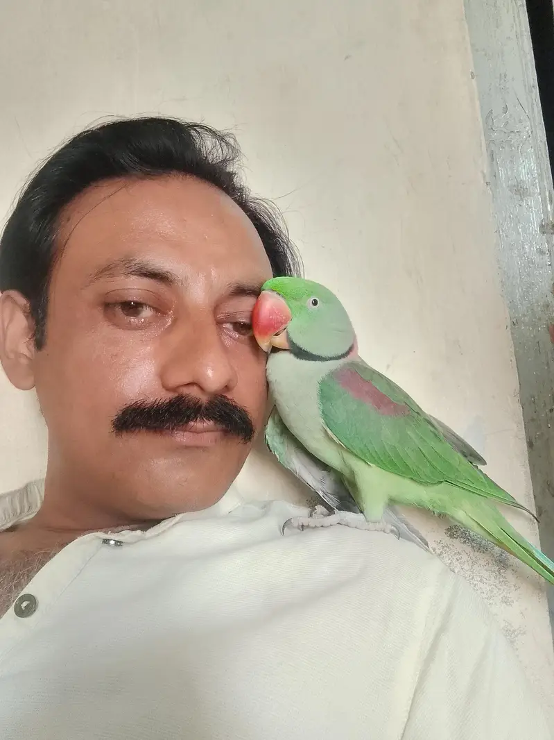 kashmiri raw parrot  Pair for sale — photo 3