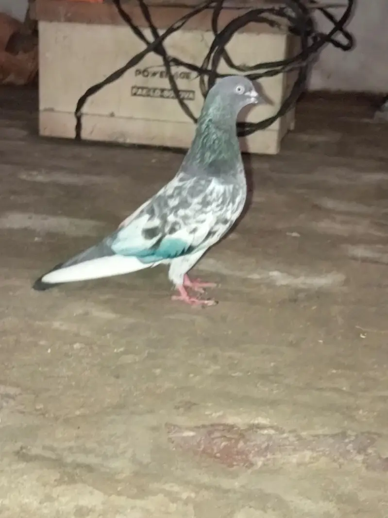 Urgent sale — photo 2