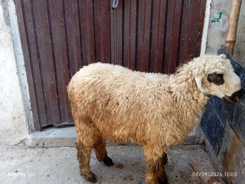 mundri phat — photo 5
