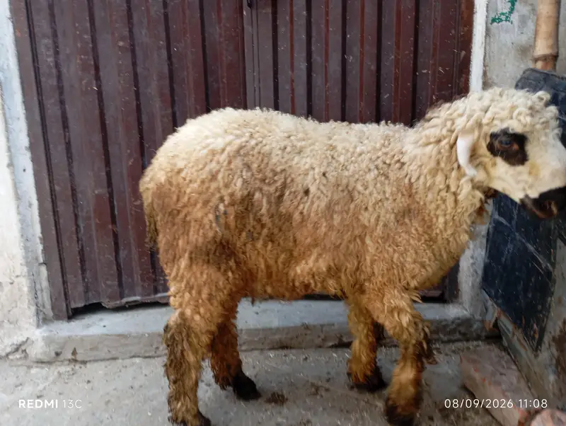 mundri phat — photo 6