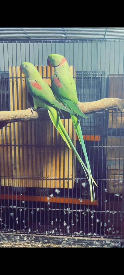 raw parrot