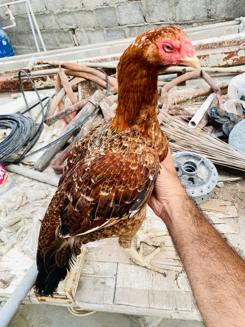 pure aseel hen — photo 2