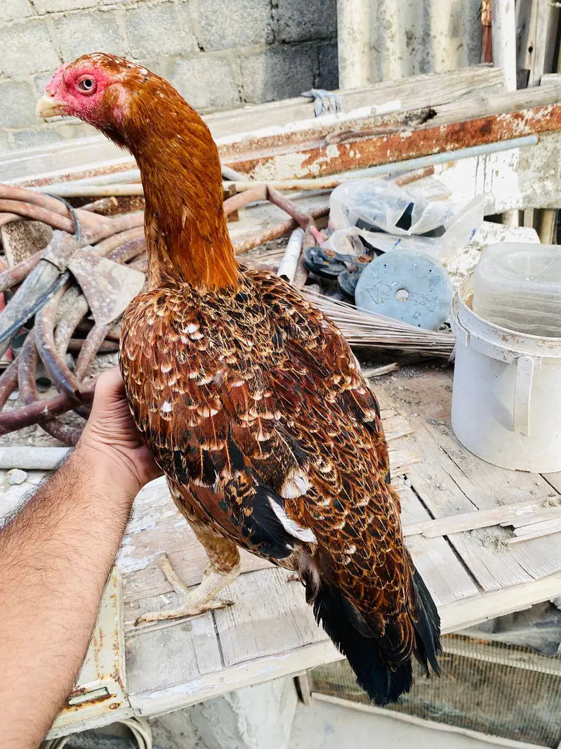 pure aseel hen — photo 3