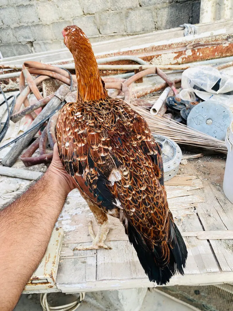 pure aseel hen — photo 4