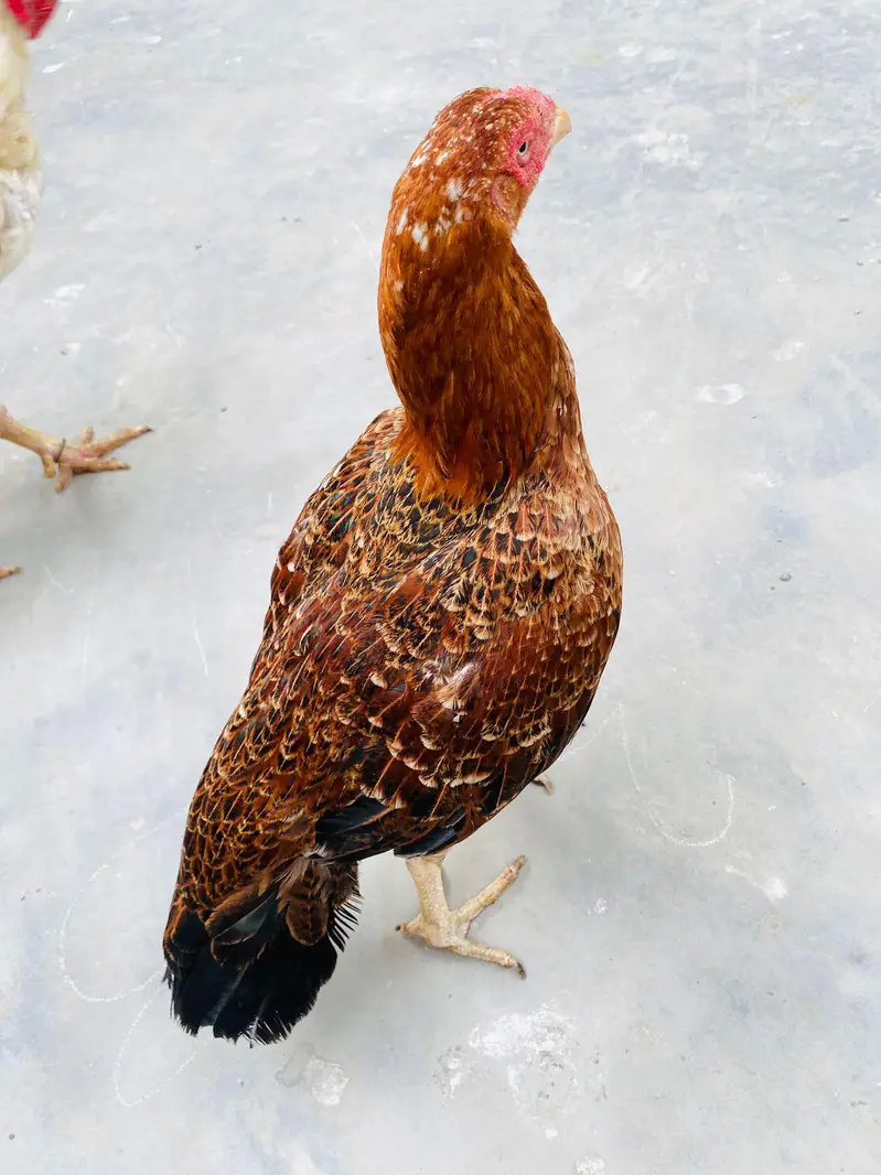 pure aseel hen — photo 5