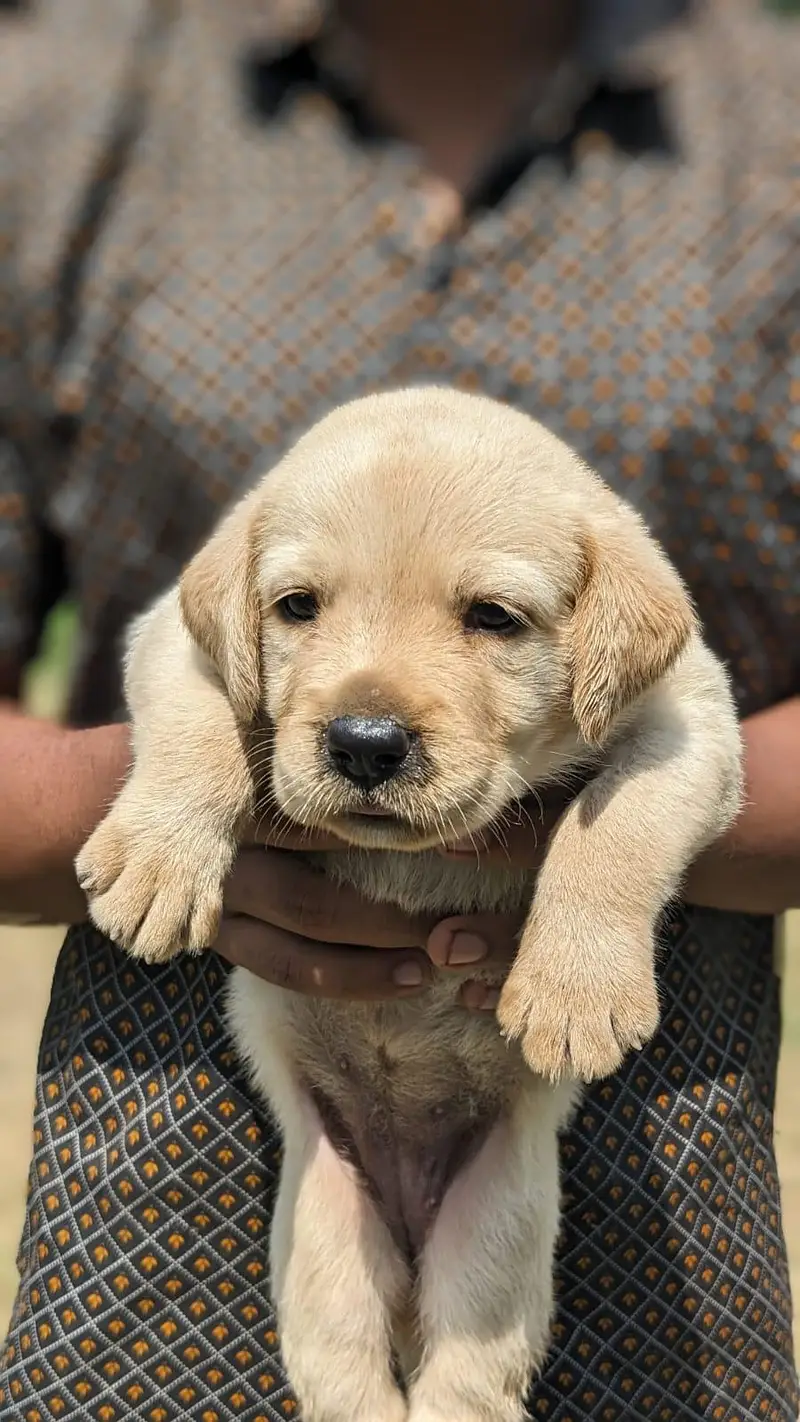 Labrador Puppy available — photo 2