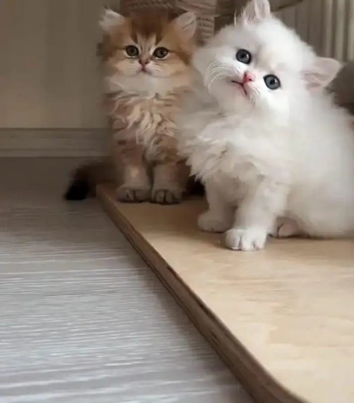 Persian Female kitten vaccinated for sale 03243854//778 — photo 2