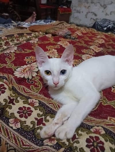White khao mane female for sale