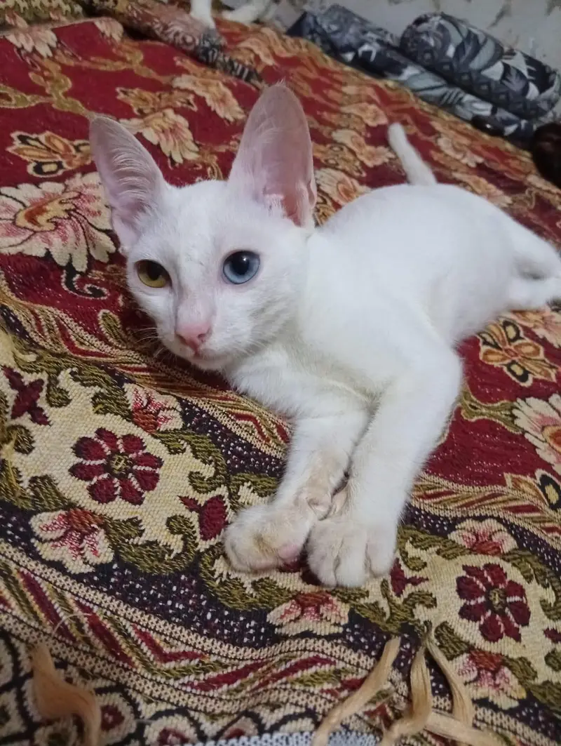 White khao mane female for sale — photo 2