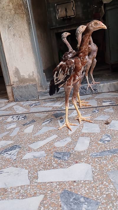 Beautiful Aseel hens,,,For sail,,,,