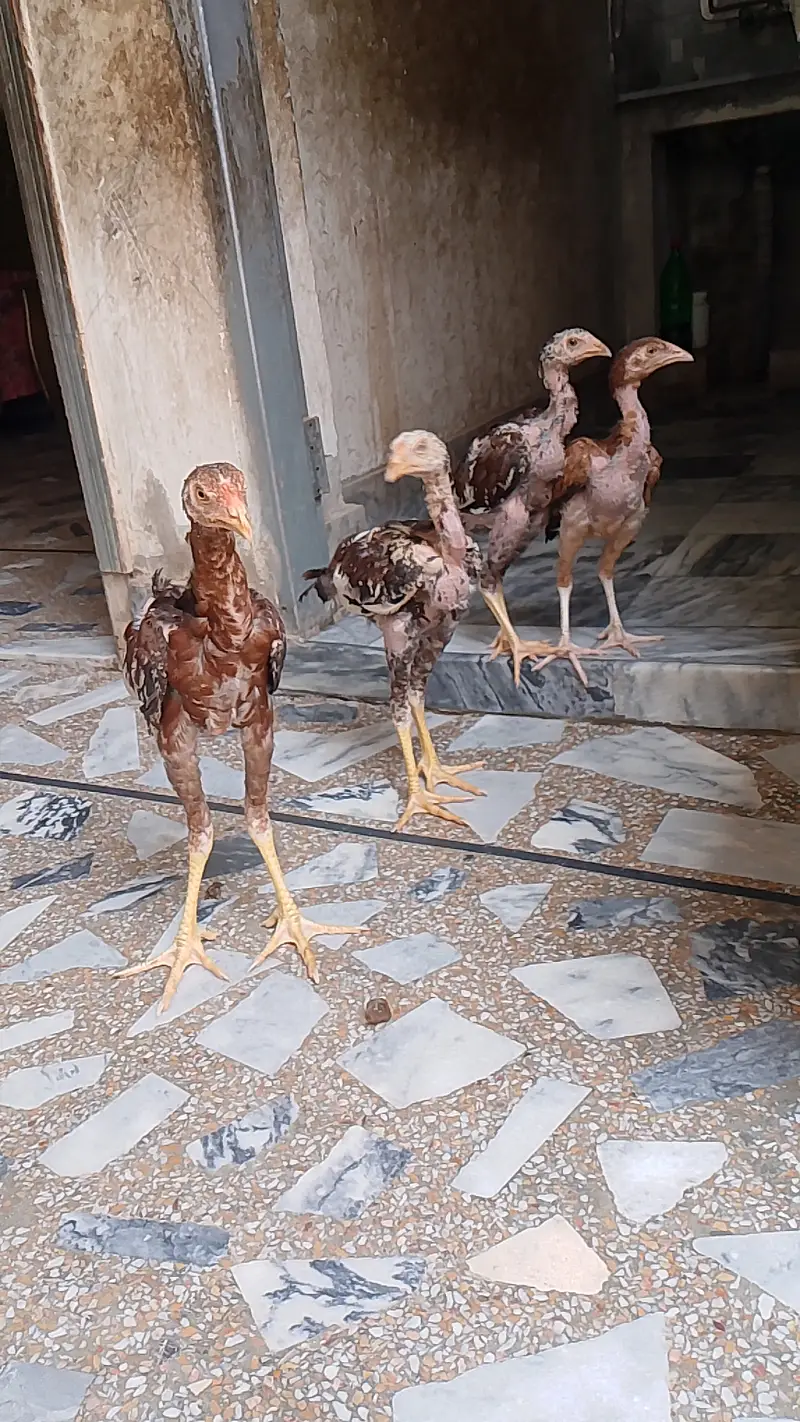 Beautiful Aseel hens,,,For sail,,,, — photo 2