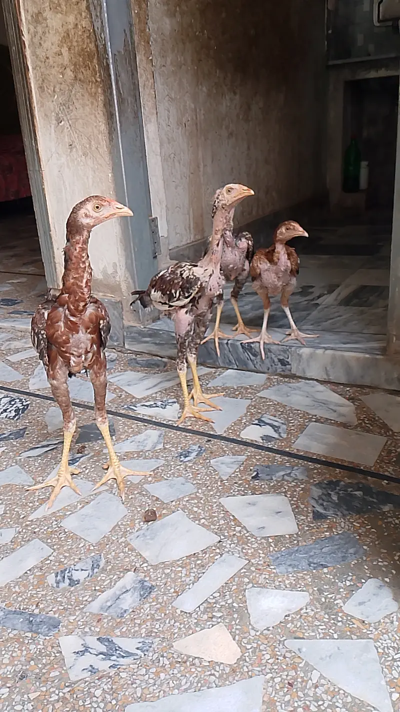 Beautiful Aseel hens,,,For sail,,,, — photo 3