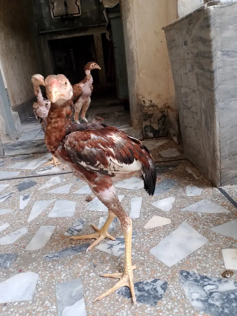 Beautiful Aseel hens,,,For sail,,,, — photo 4