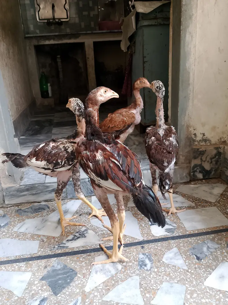 Beautiful Aseel hens,,,For sail,,,, — photo 5