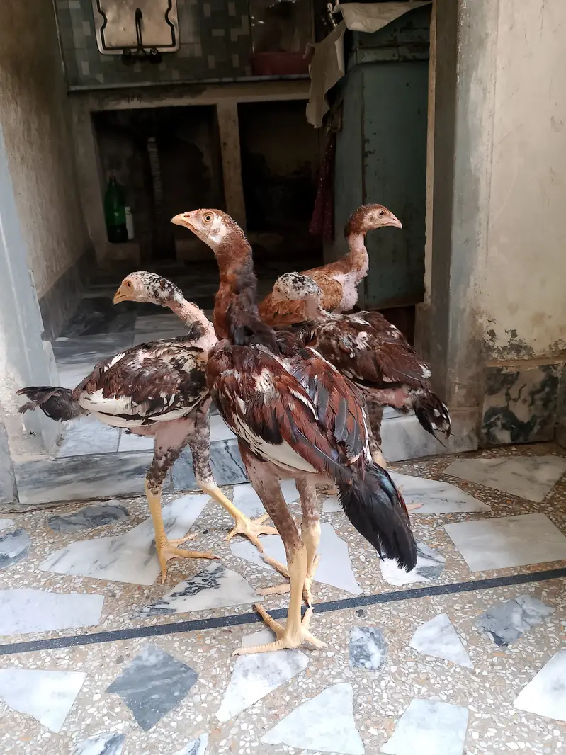 Beautiful Aseel hens,,,For sail,,,, — photo 6