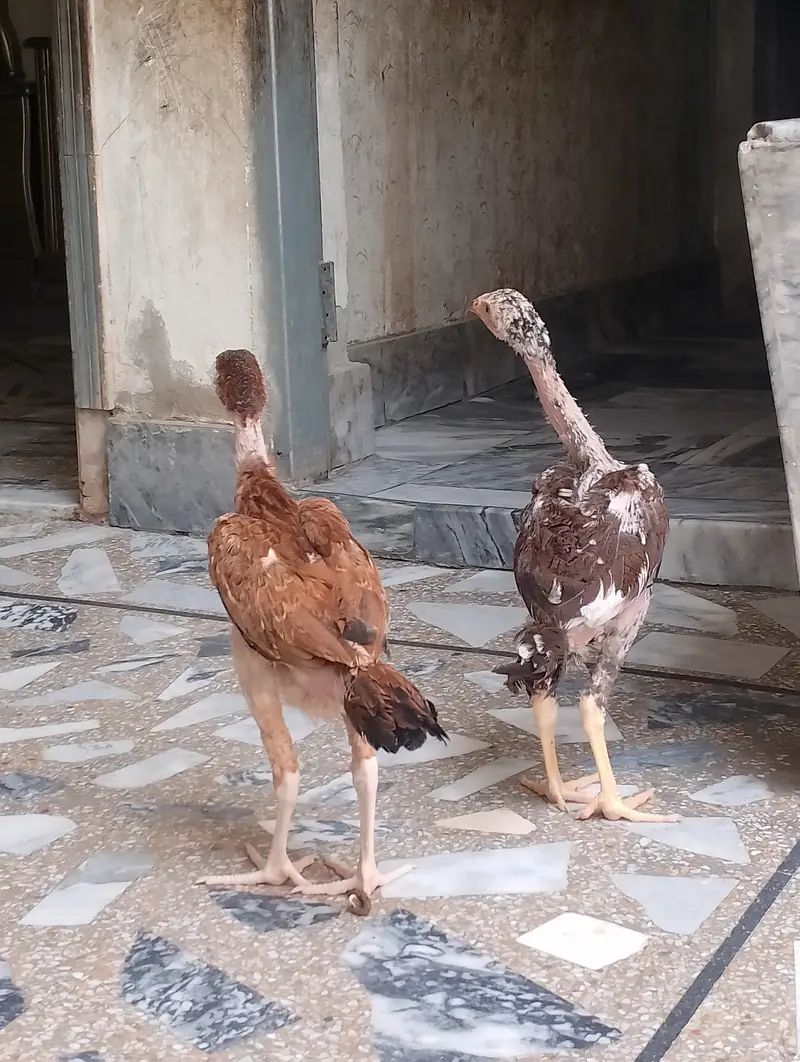 Beautiful Aseel hens,,,For sail,,,, — photo 7