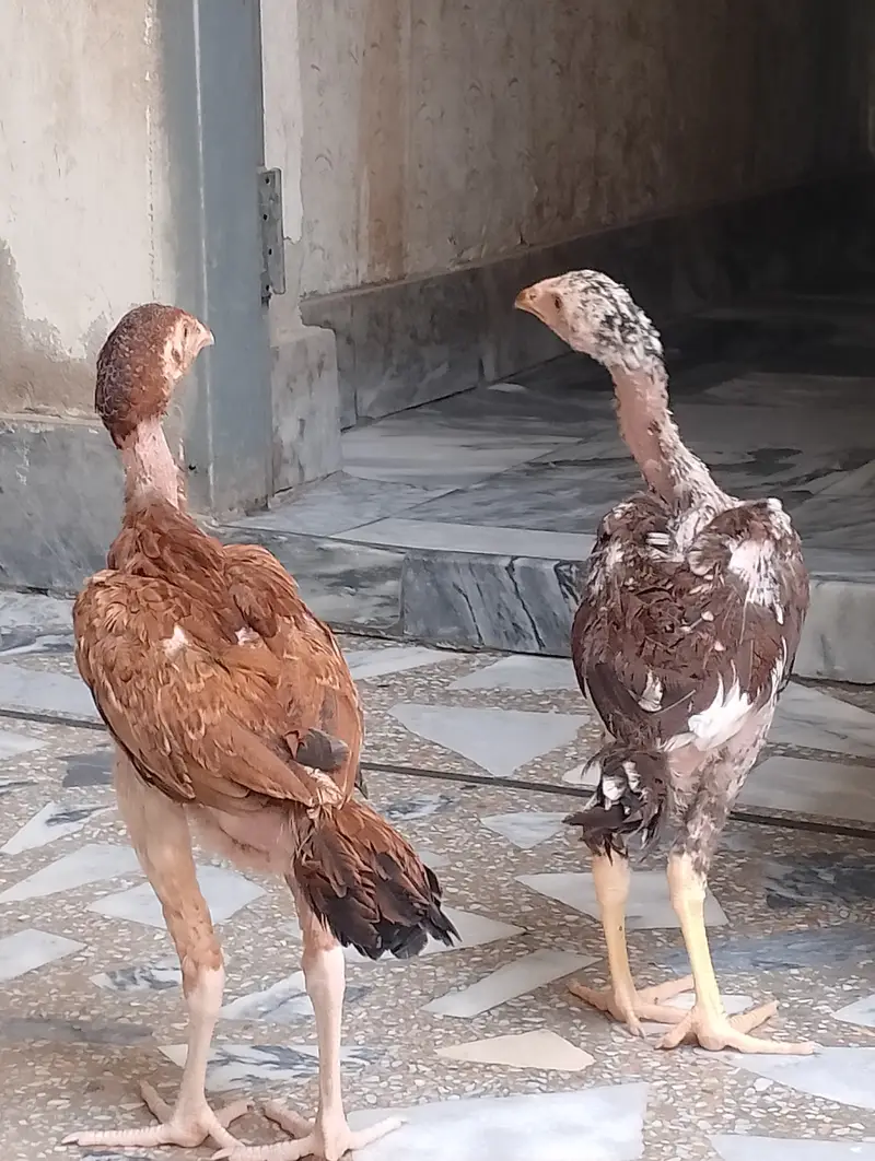 Beautiful Aseel hens,,,For sail,,,, — photo 8