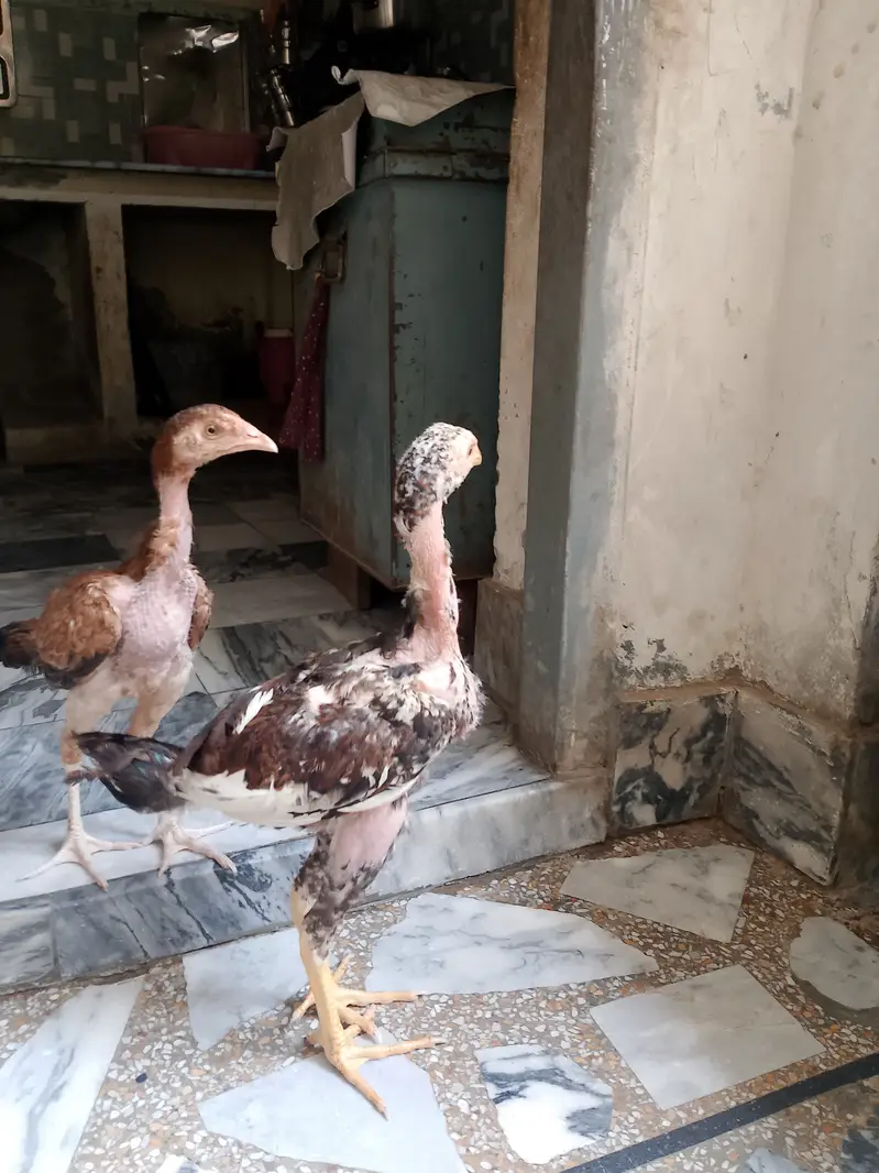 Beautiful Aseel hens,,,For sail,,,, — photo 9