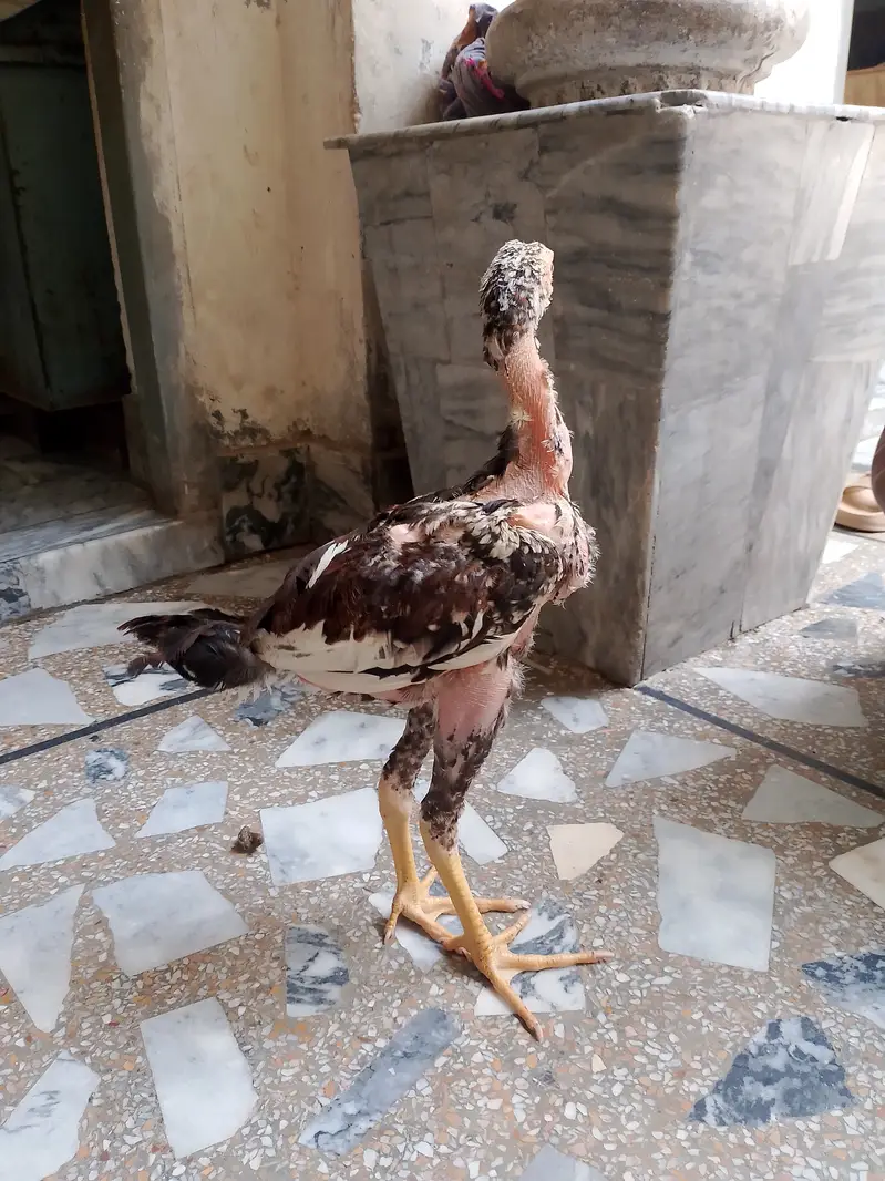 Beautiful Aseel hens,,,For sail,,,, — photo 10