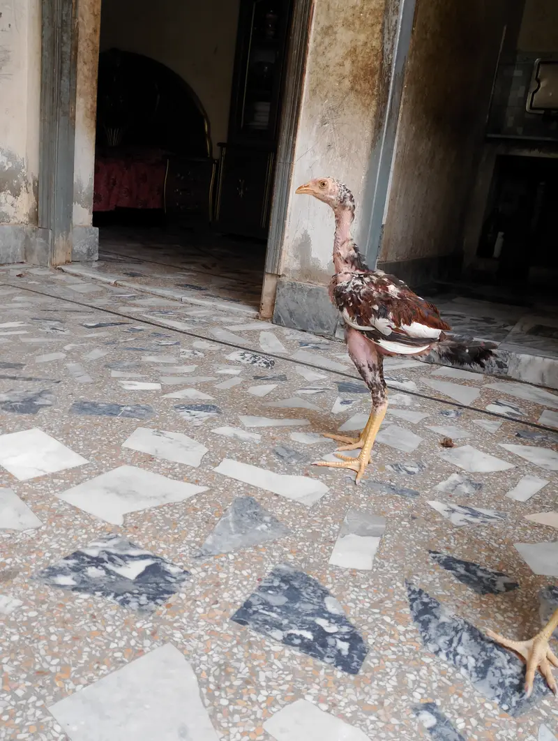 Beautiful Aseel hens,,,For sail,,,, — photo 11