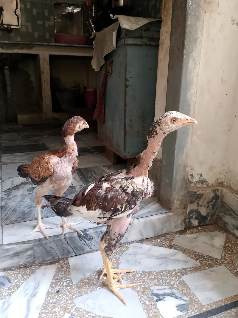 Beautiful Aseel hens,,,For sail,,,, — photo 12