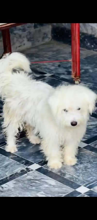 poodle Male original