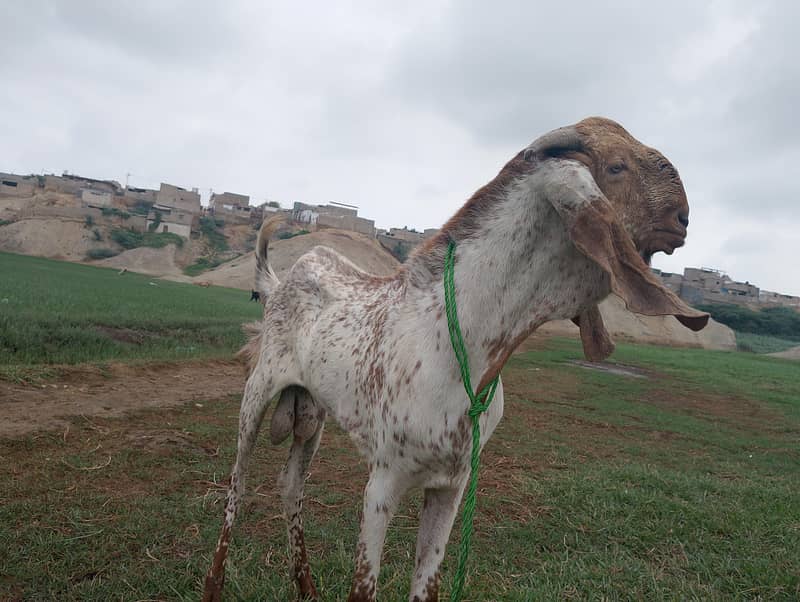 BAKRA FOR SELL 0