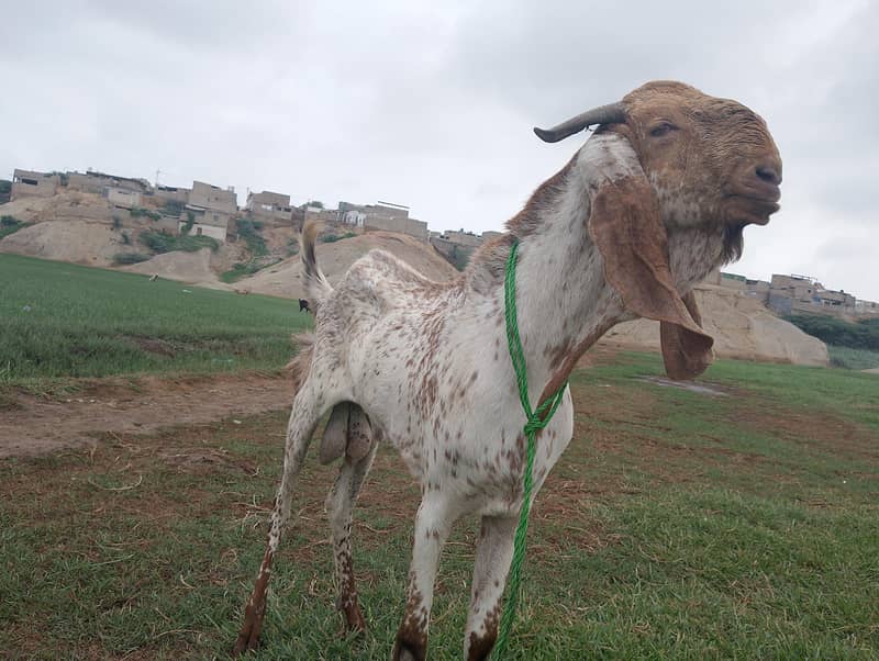 BAKRA FOR SELL 1