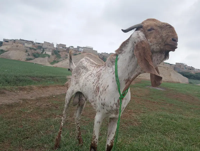 BAKRA FOR SELL — photo 2