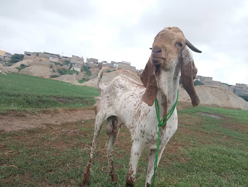BAKRA FOR SELL 2