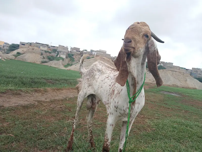 BAKRA FOR SELL — photo 3
