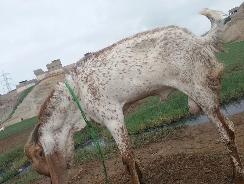 BAKRA FOR SELL — photo 4