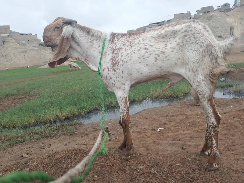 BAKRA FOR SELL 4