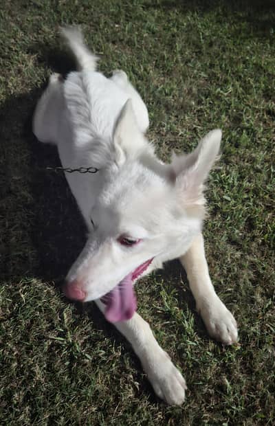 Russian Male Dog