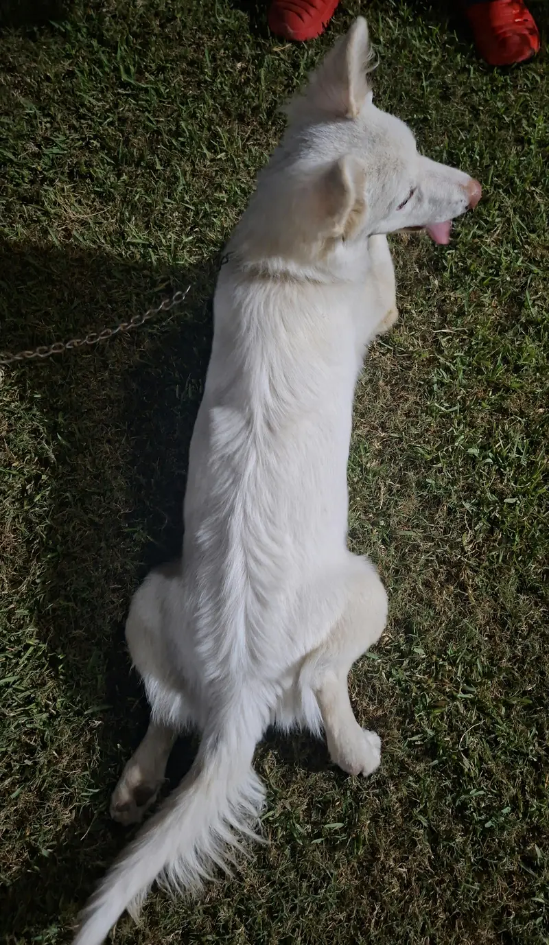 Russian Male Dog — photo 2